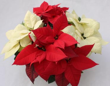 RED AND WHITE POINSETTIA BASKET