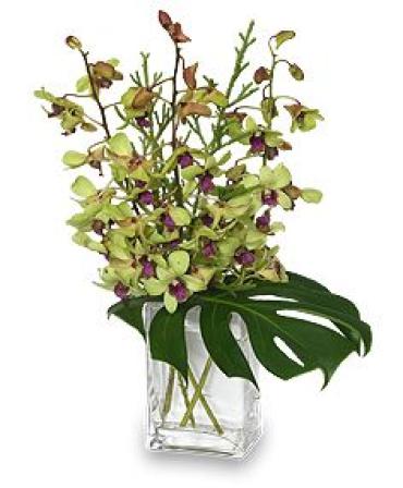 SIMPLY BEAUTIFUL GREEN DENDROBIUM ORCHIDS