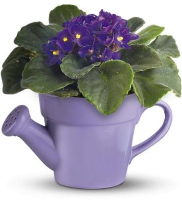 Spring Showers African Violet