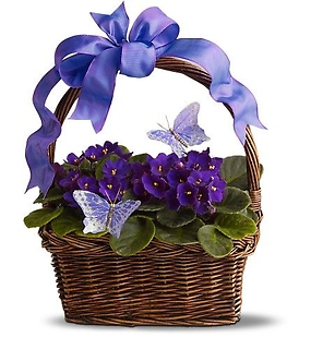 Pretty Violets and Butterflies