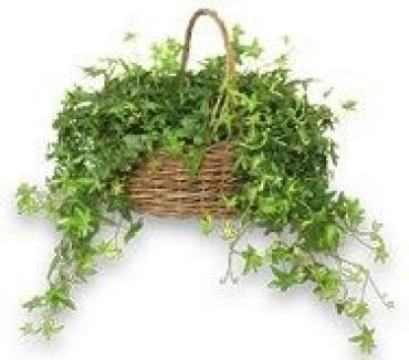 Basket Of Ivy