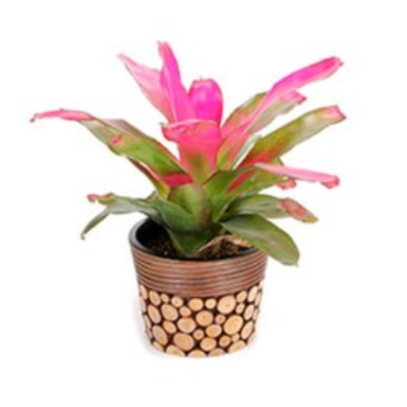 PINK BROMELIAD SMALL