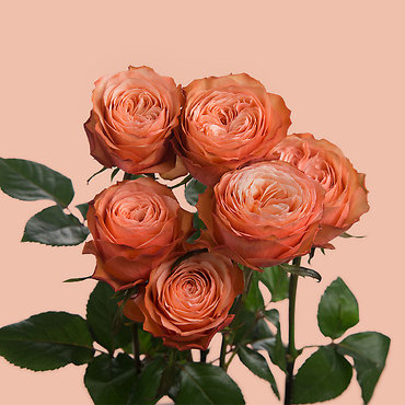 KAHALA ECUADORIAN LONG STEM GARDEN ROSE FOR YOU!