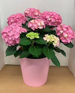 HYDRANGEA FOR MOM!