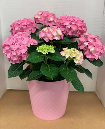 HYDRANGEA FOR MOM!