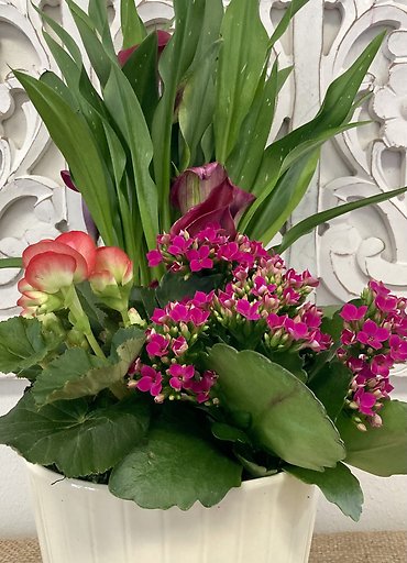 CALLA LILY DISH GARDEN FOR MOM