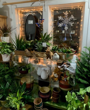 WINDOW DISPLAY AND PLANTS