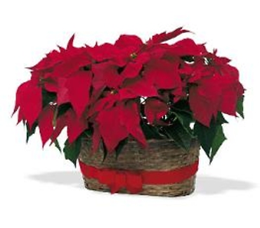 DOUBLE RED POINSETTIAS