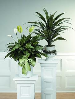 Spathiphyllum Plant in White Pot Cover