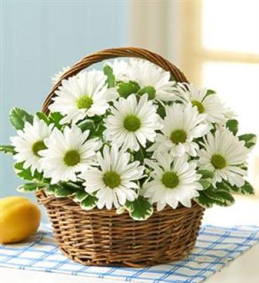 A White Daisy Basket \"EVERYDAY LOW PRICE\"