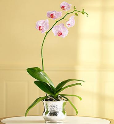 Modern Orchid