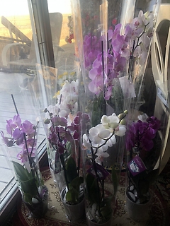 ORCHIDS FOR SALE