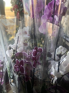 MORE ORCHIDS FOR SALE IN OUR STORE