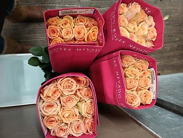 FANCIES PEACH SHUKRANI COUNTRY GARDEN ROSES