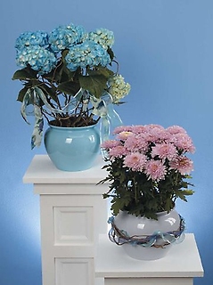 Lavender Mum in Decorative Pot