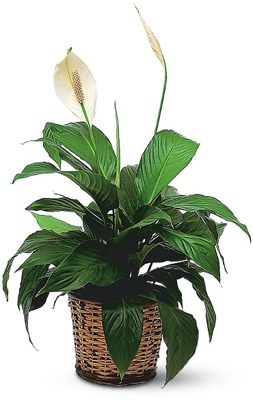 PEACE LILY 6\" MEDIUM PLANT IN WICKER BASKET