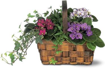 Charming African Violet Basket
