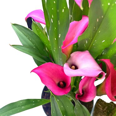 OUTDOOR PLANTER PINK CALLA LILY