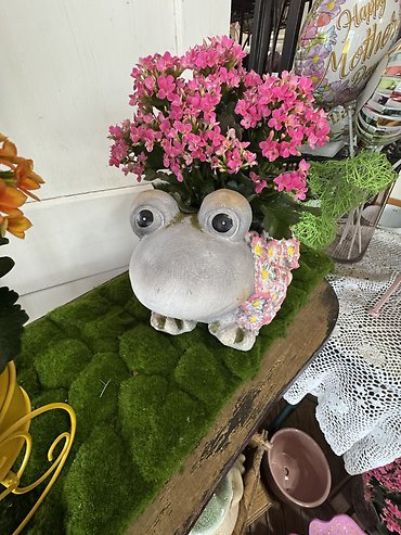 BLOOMING FROG GARDEN PLANTER WITH KALANCHOE