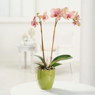 Phalaenopsis Orchid In Ceramic Pot