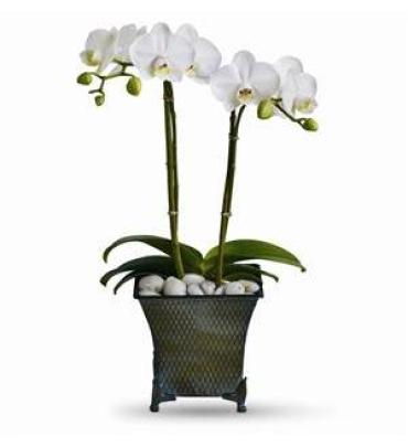 DOUBLE PHALAENOPSIS ORCHID