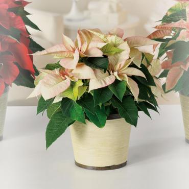 Creamy White Poinsettia