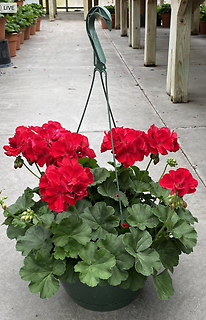 OUTDOOR HANGING GERANIUM BASKET