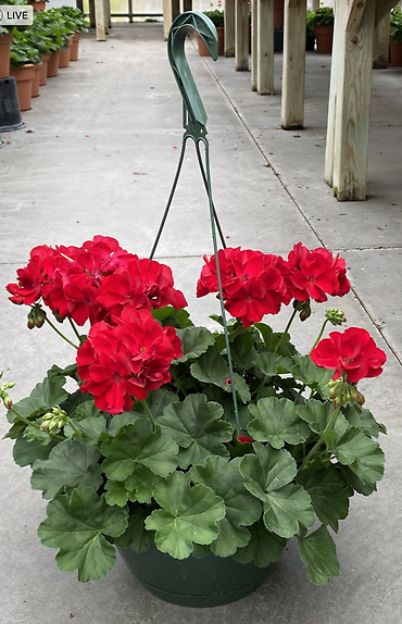 OUTDOOR HANGING GERANIUM BASKET