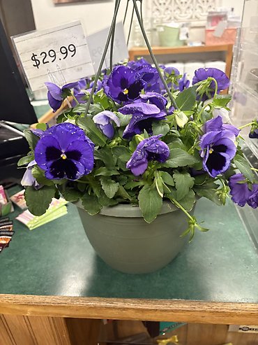 OUTDOOR PANSY HANGING BASKET