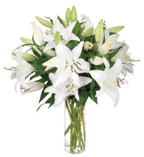 White on White Oriental Lilies