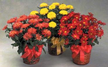 Blazing Fall Daisy Mum Plants