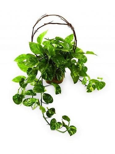 VARIGATED POTHOS