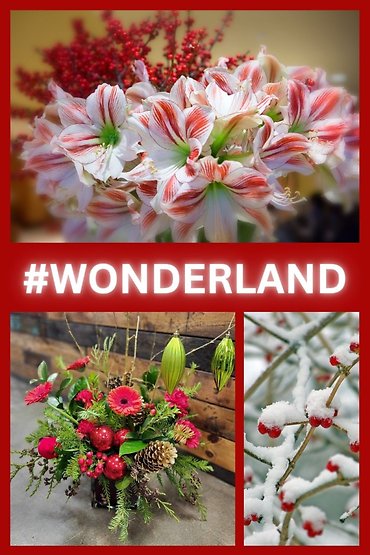 Wonderland \"Designer\'s Choice\" $39.99-$399.99