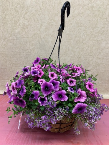 OUTDOOR PURPLE PETUNIA IN WIRE/MOSS HANGING BASKET