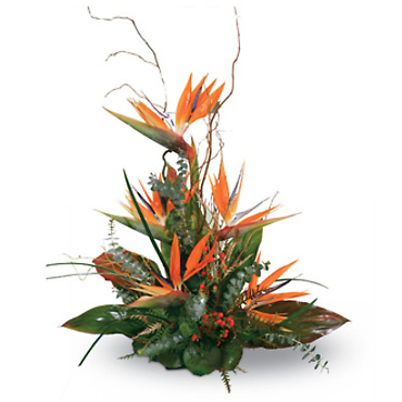 BIRDS OF PARADISE