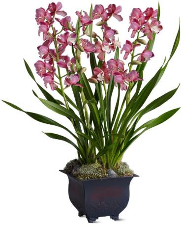 Simply Cymbidium