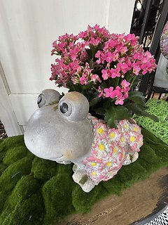 BLOOMING FROG GARDEN PLANTER WITH KALANCHOE