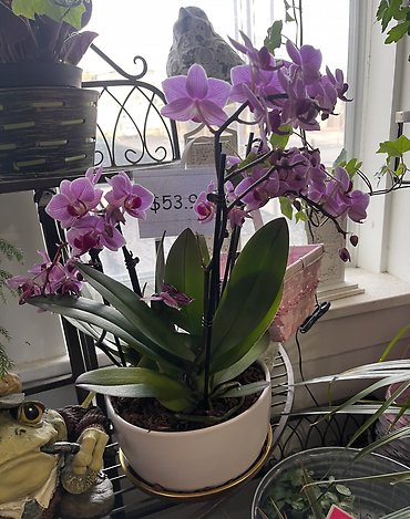 MINI ORCHID DISH GARDEN