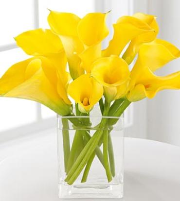 YELLOW MINI CALLA LILIES TO DELIGHT