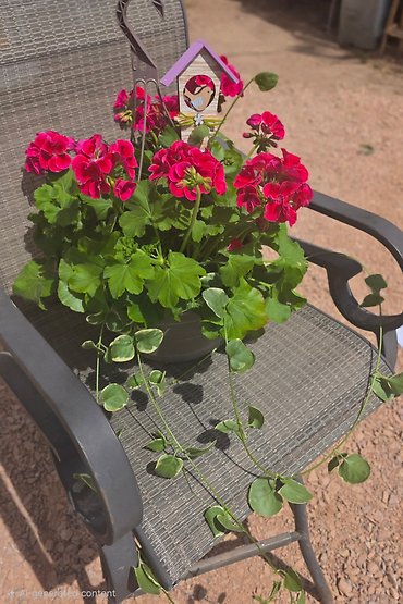 OUTDOOR HANGING FLOWER BASKET WITH GERANIUMS