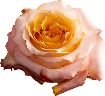 ROSES! BI-COLOR PEACHY/ORANGE ECUADORIAN ROSE TWILIGHT
