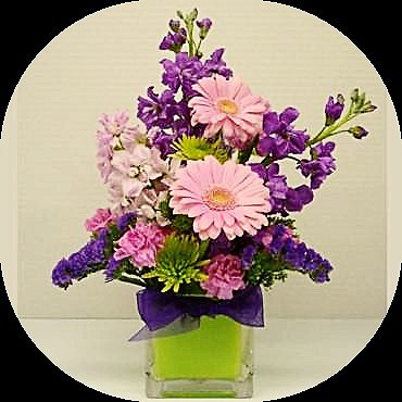 MONS GERBER DAISY SURPRISE