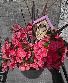 OUTDOOR BLOOMING PINK GERANIUM PLANTER