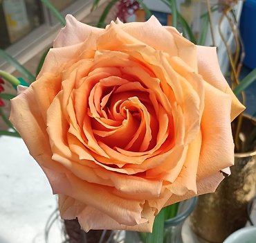 FANCIES PEACH SHUKRANI COUNTRY GARDEN ROSES