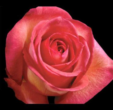 Fancy Amazon Rose Bouquet