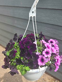 OUTDOOR HANGING BASKET OF PINK PETUNIAS