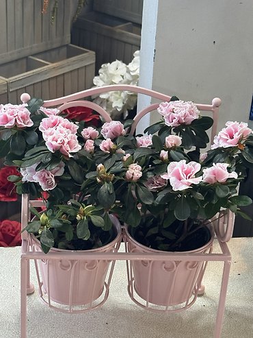 GARDEN BENCH DOUBLE DARLNG PINK AZALEAS