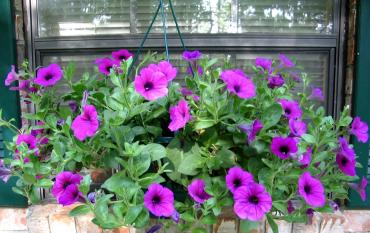 OUTDOOR HANGING FLOWER BASKET