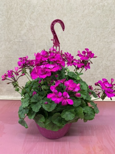 OUTDOOR HANGING BASKET WITH  FUSCHIA GERANIUMS