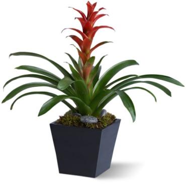 BRIGHT BROMELIAD RED